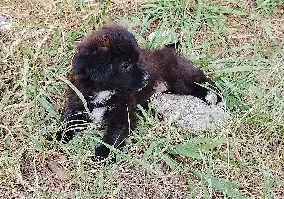 توله سگ پشمالو شیتزوپیکنیز ۲تاماده|سگ|رشت, جانبازان|دیوار