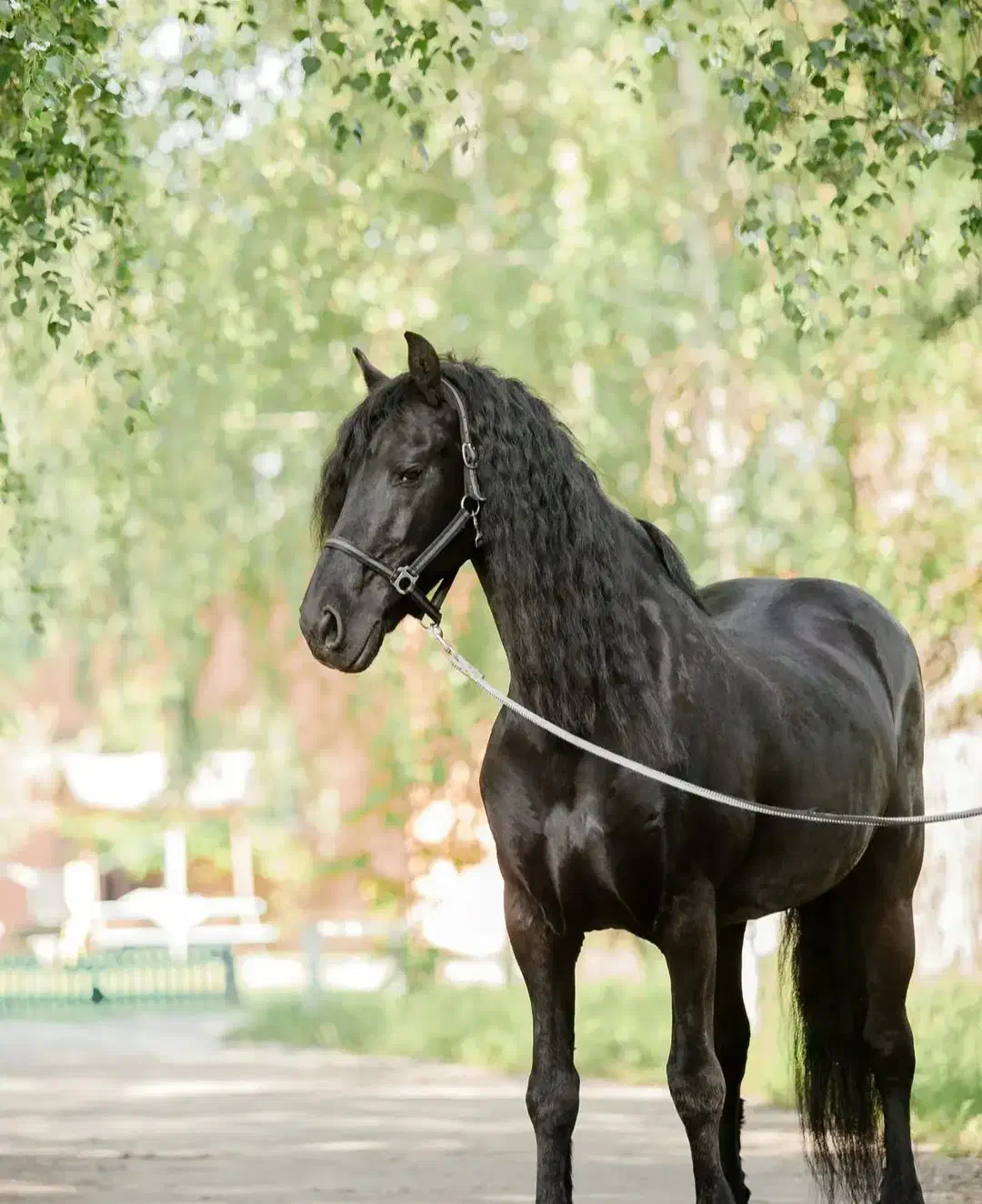 آموزش سوار کاری از مبتدی قیمت خیلی منصفانه|خدمات آموزشی|تبریز, |دیوار