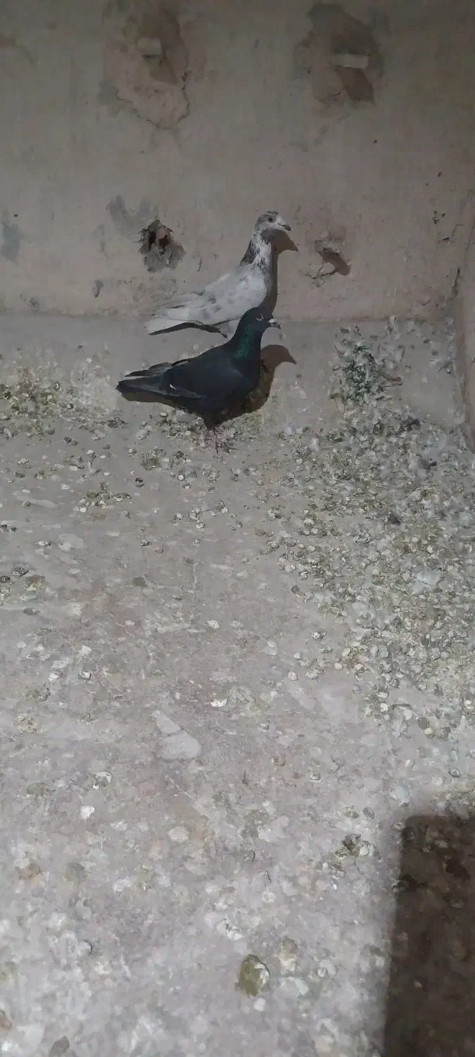 دوعدد کفترنر غریب به شرط پرش|پرنده|شیروان (خراسان), |دیوار