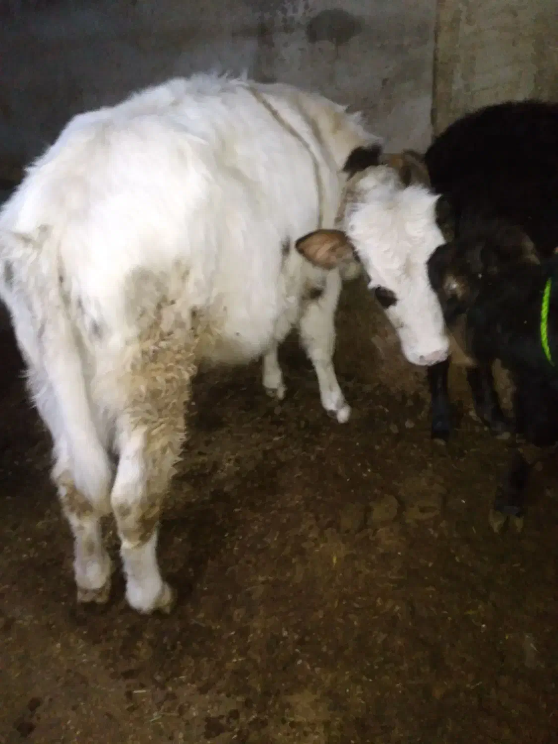 گوساله سیمینتال گوشتی|حیوانات مزرعه|باسمنج, |دیوار