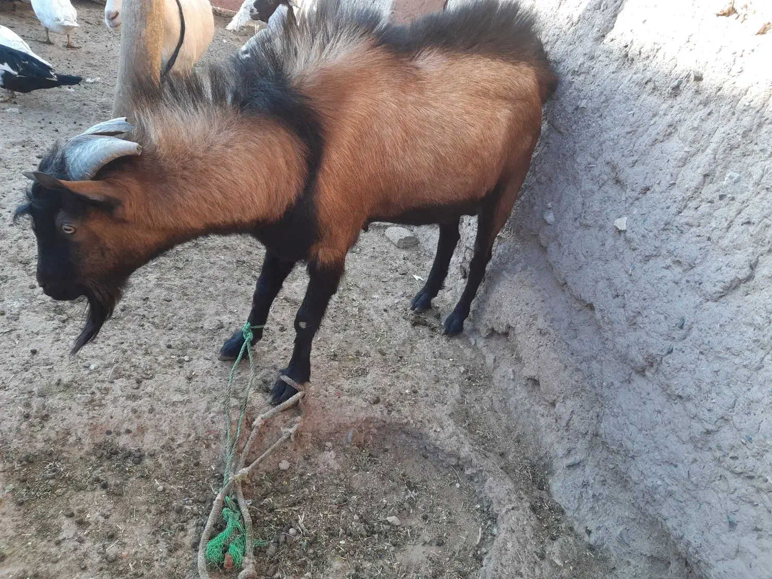 بزسانن و آلپاین|حیوانات مزرعه|تربت‌حیدریه, بازار|دیوار