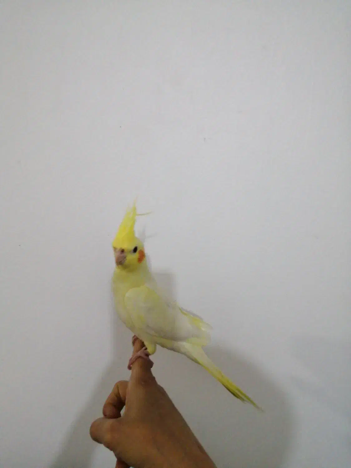 دستی 2ماهه|پرنده|بندر امام خمینی, |دیوار