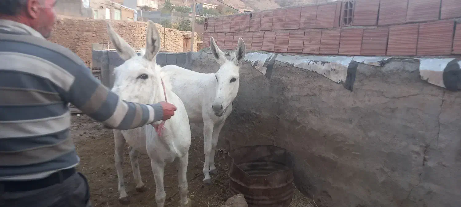 خرگوسفندی سه ساله ویکی یک ساله|حیوانات مزرعه|شیروان (خراسان), |دیوار