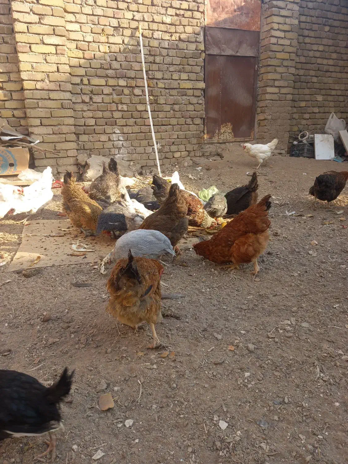 مرغ محلی|حیوانات مزرعه|الوند, |دیوار