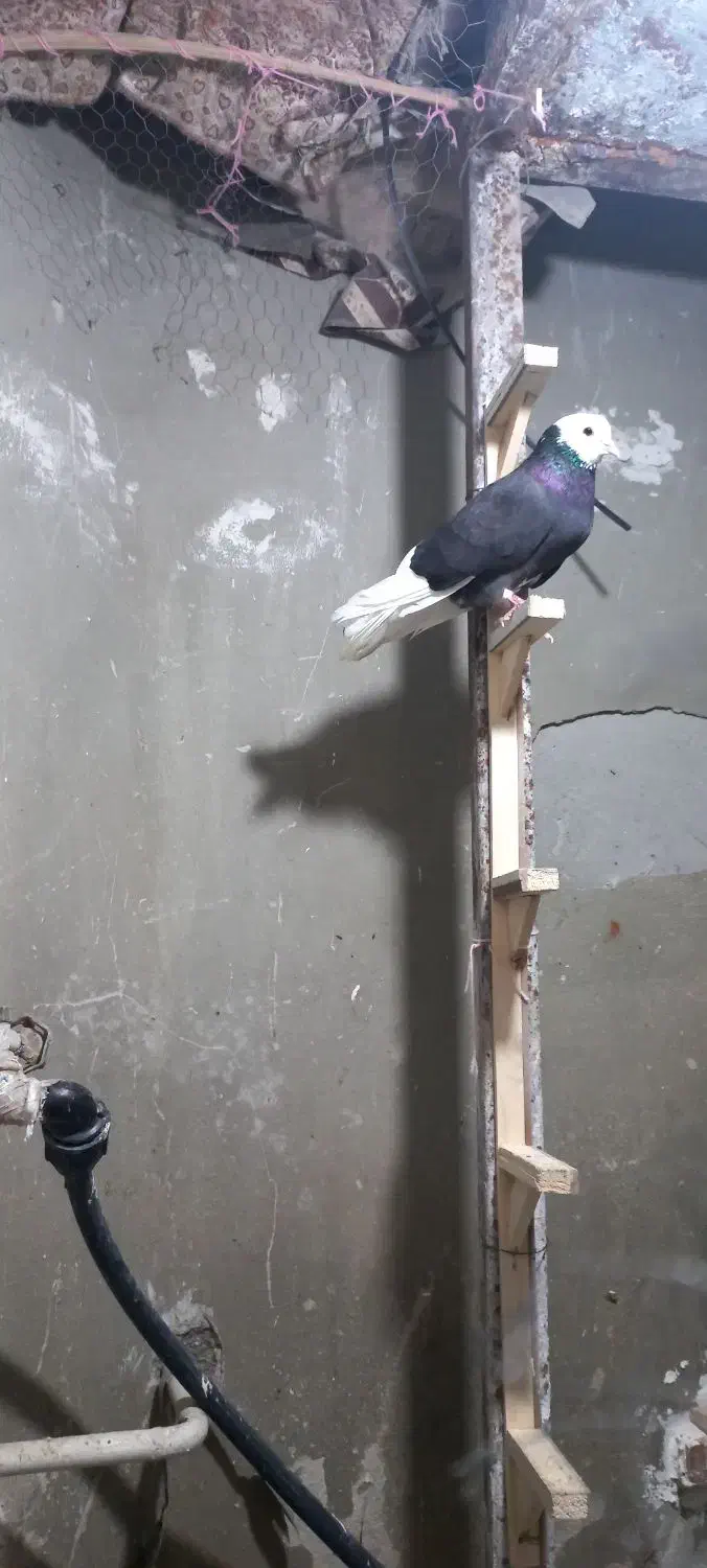 پلنگ ماده|پرنده|بم, |دیوار