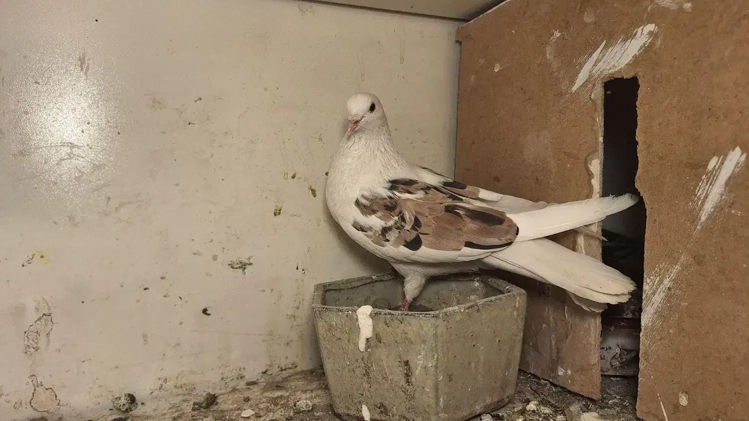 کفتر فروش یا معاوضه|پرنده|باغستان, |دیوار