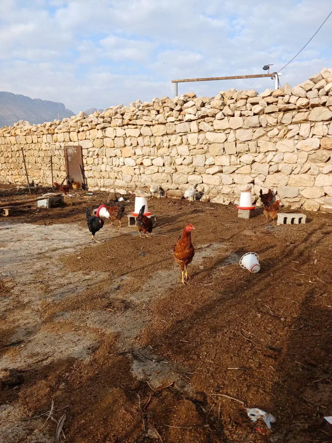 خروس|حیوانات مزرعه|سرپل ذهاب, |دیوار