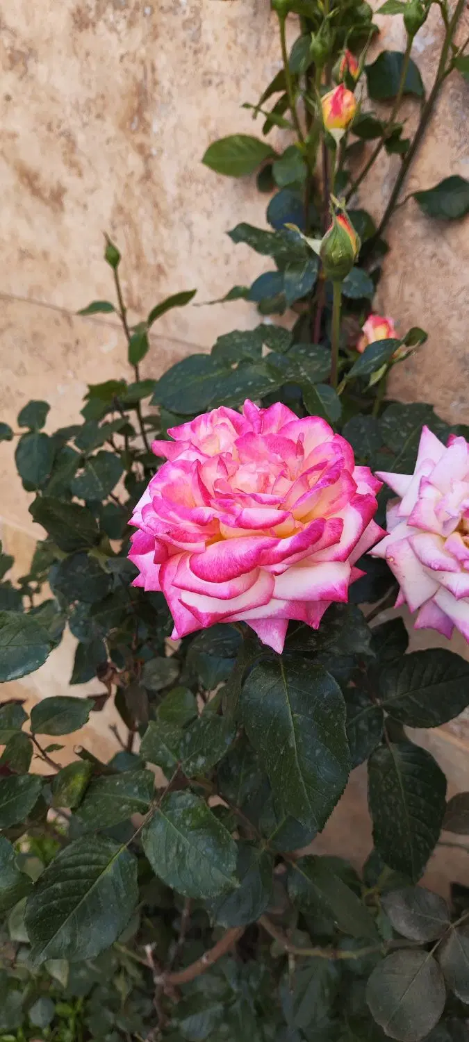 6195 225 0912|سیم‌کارت|تهران, استاد معین|دیوار