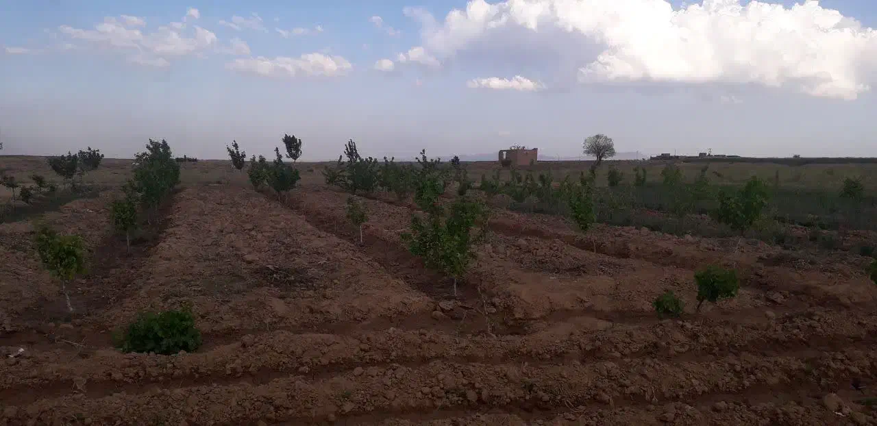 زمین کشاورزی|فروش زمین و ملک کلنگی|زاویه, |دیوار