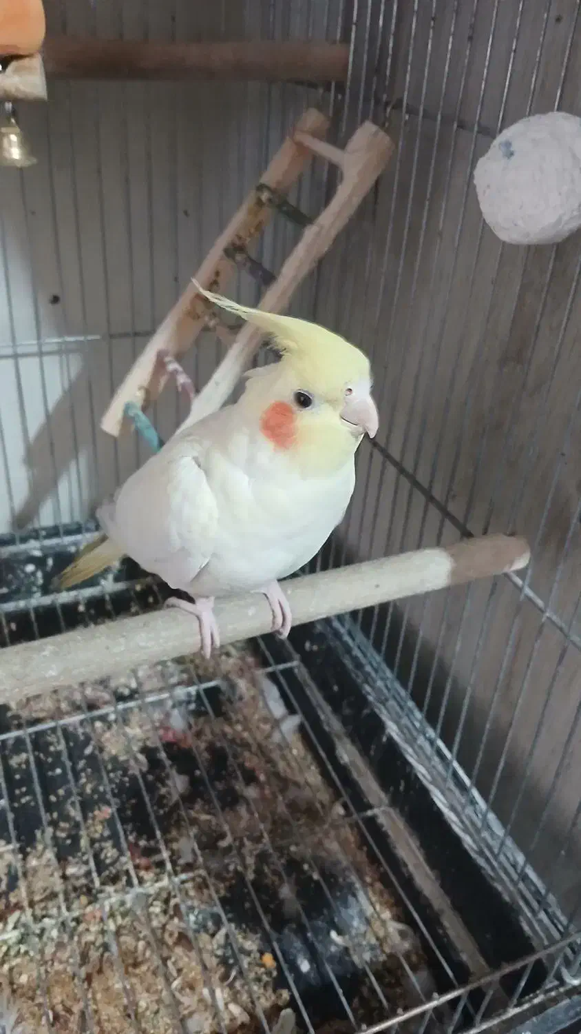 یک جفت عروس مولد|پرنده|تهران, تهران‌ویلا|دیوار