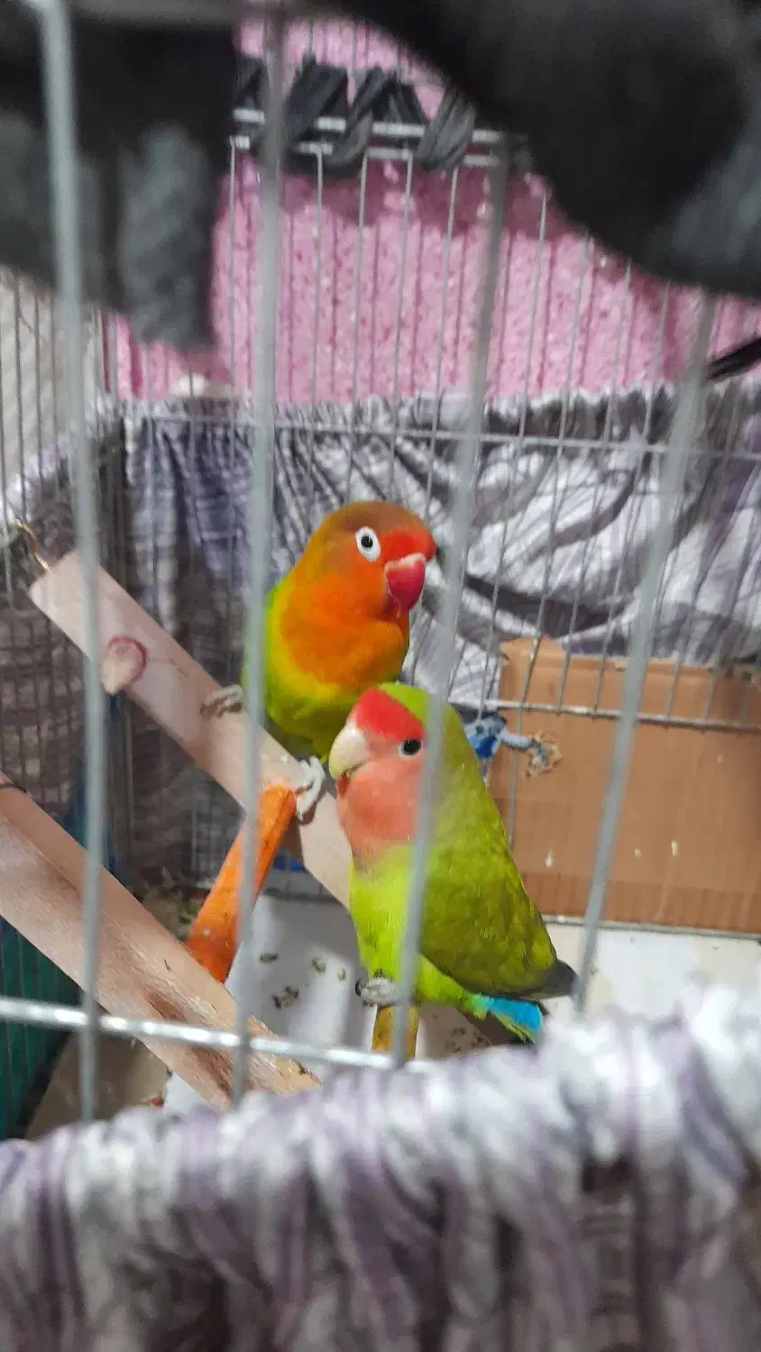 طوطی کوتوله بریزلی|پرنده|بندرعباس, |دیوار