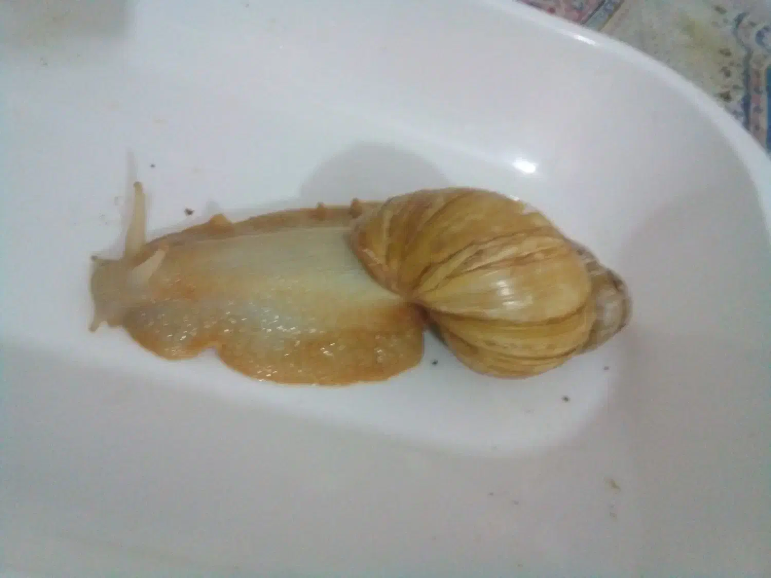 حلزون کلاژن ساز|خزنده|شیراز, قصرالدشت|دیوار