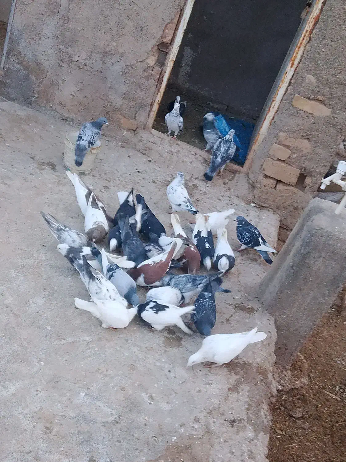 بجز رنگی ها|حیوانات|شال, |دیوار