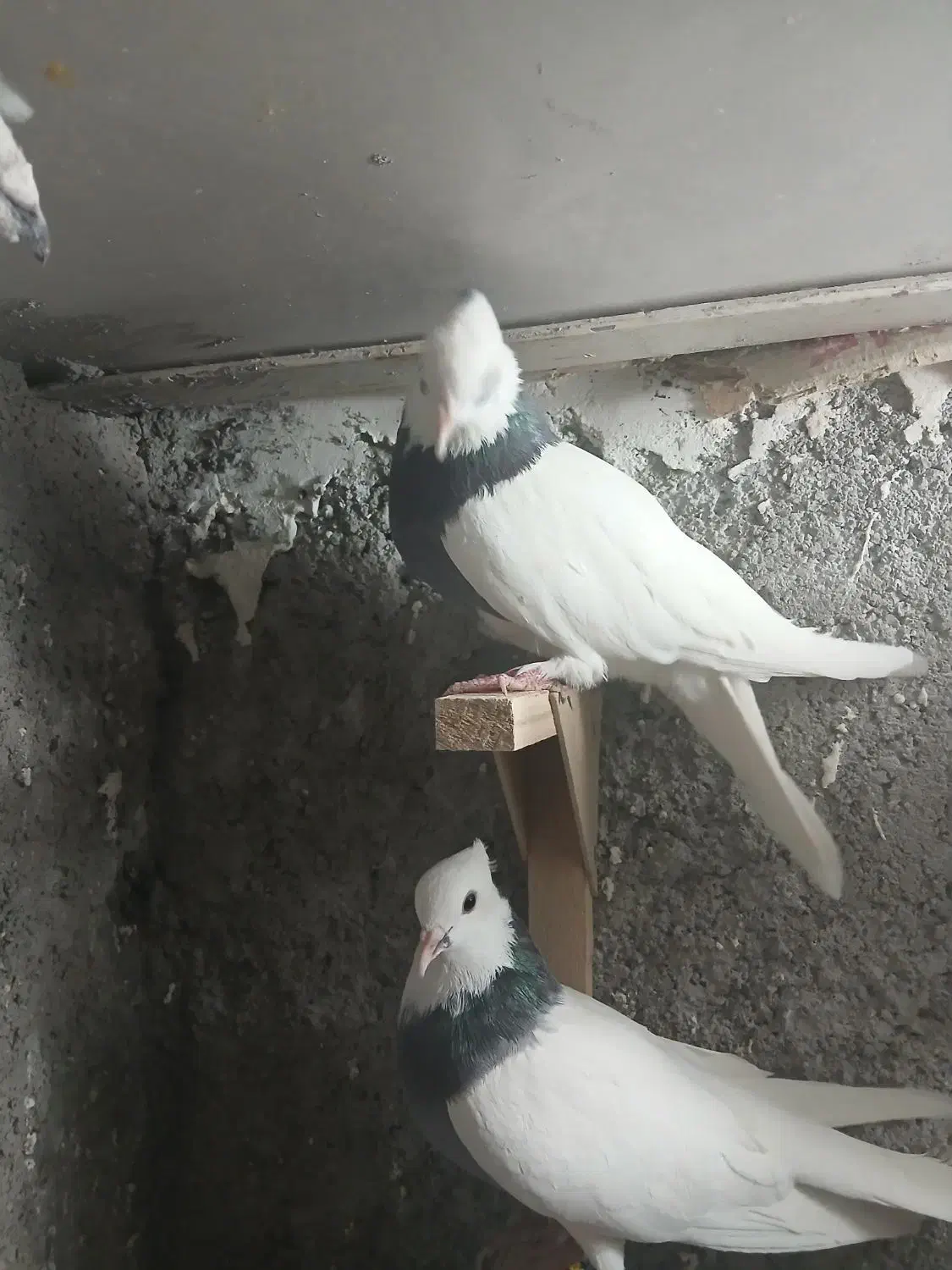 طوق سبز ماده بی عیب|پرنده|شیراز, حومه شیراز|دیوار