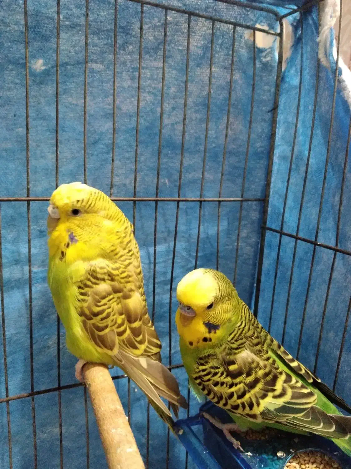 مرغ عشق انگلیسی درشت|پرنده|آستانه اشرفیه, |دیوار