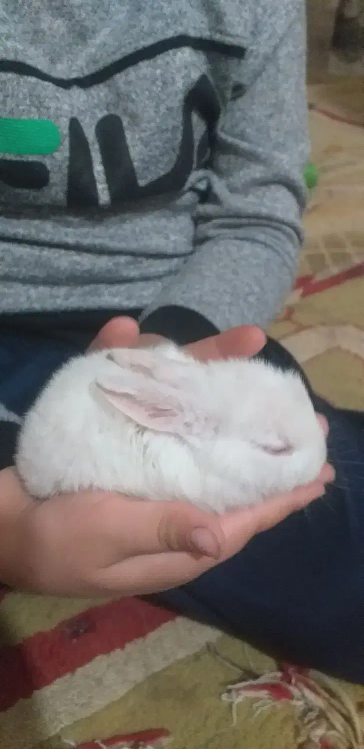 خرگوش کوچیک همه رنگ موجوده|موش و خرگوش|بندر ماهشهر, |دیوار