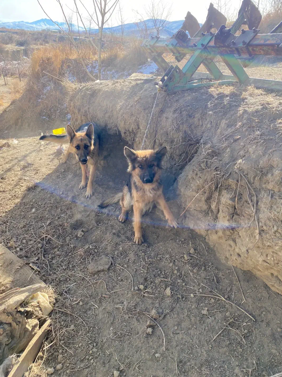 سگ ژرمن|سگ|ملایر, |دیوار