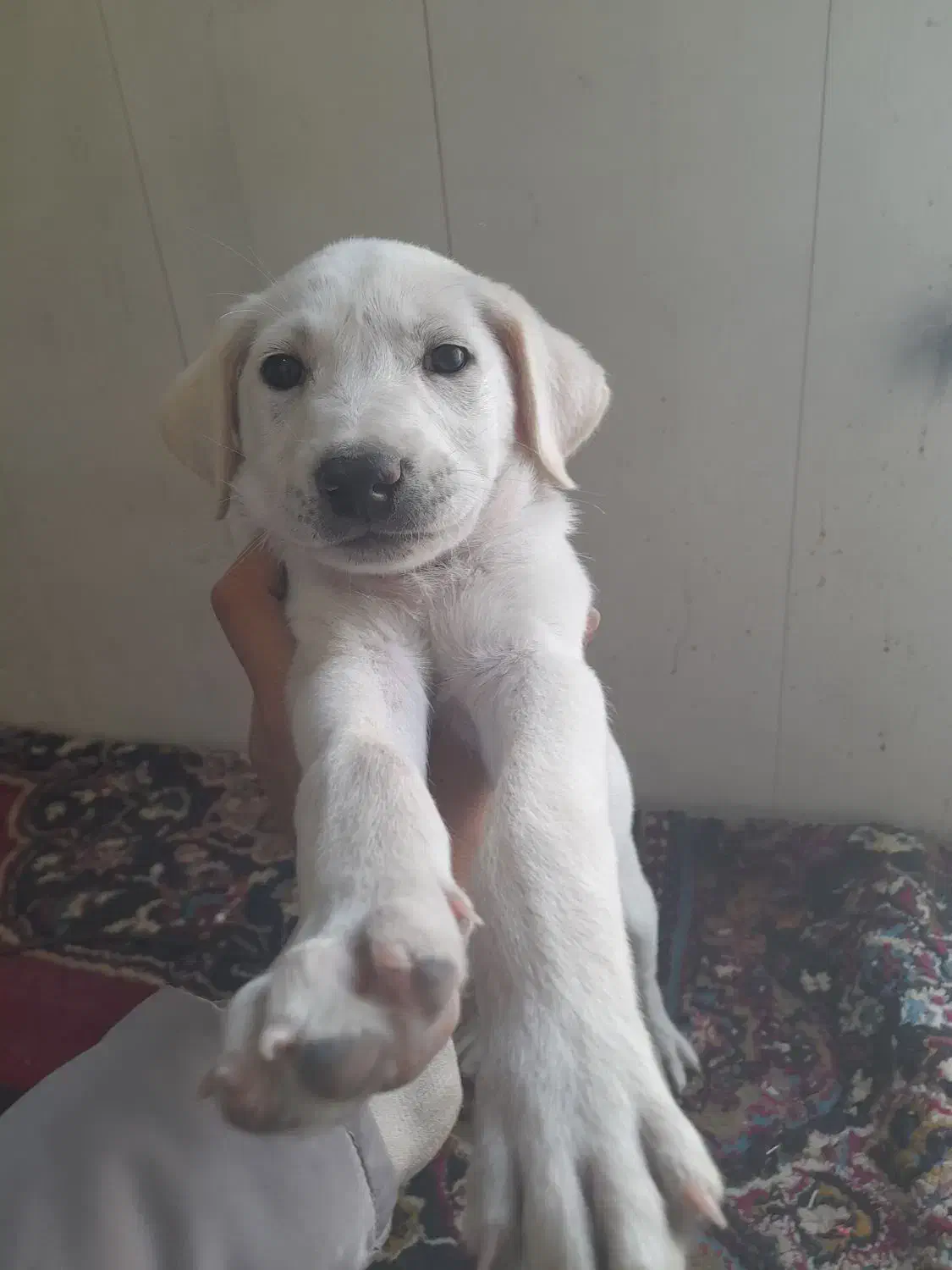 سگ پیتبول واگذاری|سگ|دزفول, |دیوار