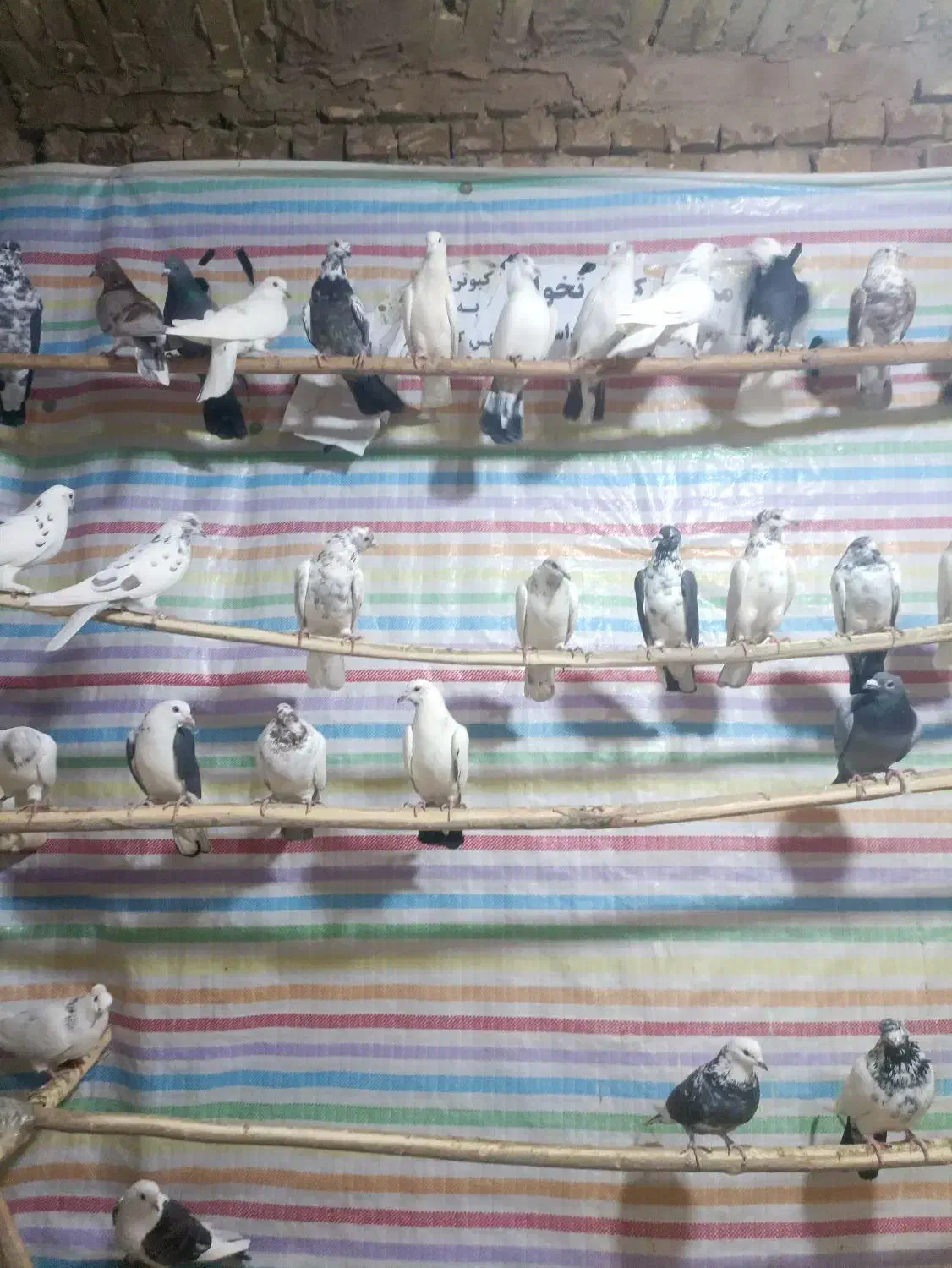 کبوتر جدید رسیددرلالجین|پرنده|لالجین, |دیوار