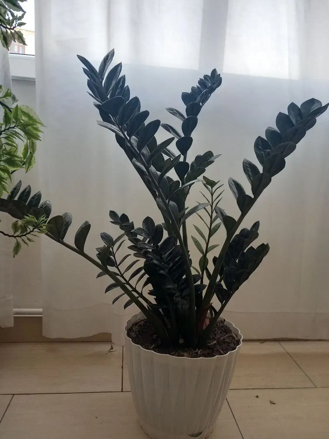 گل زاموفیلا|گل و گیاه طبیعی|تبریز, |دیوار