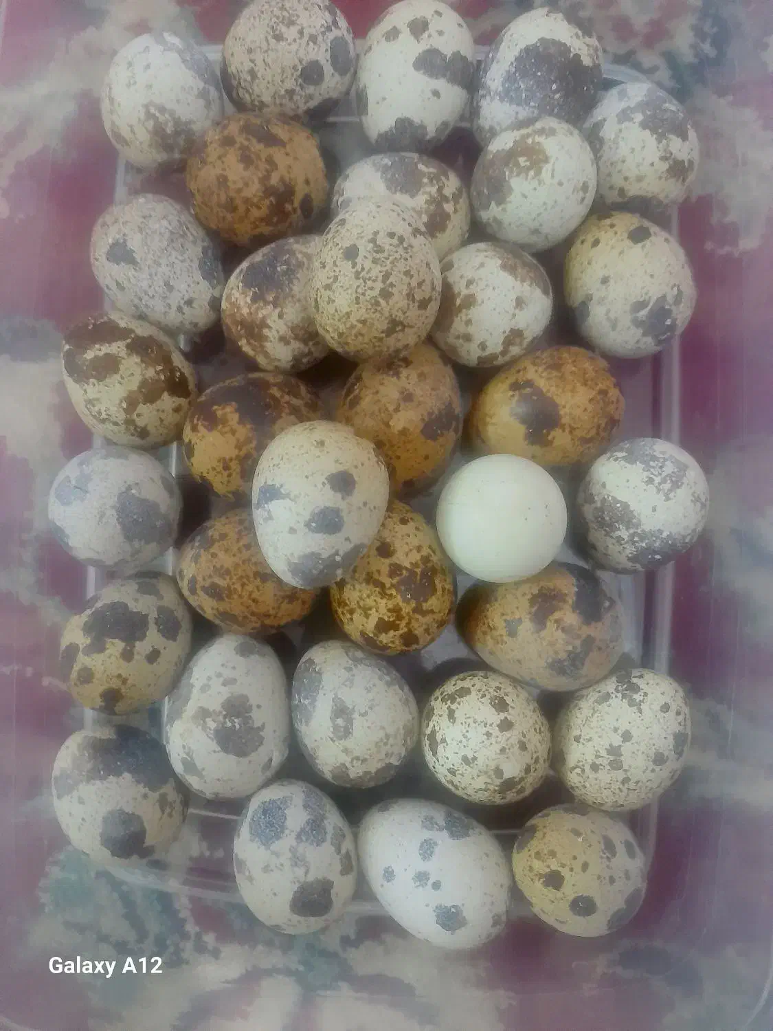 تخم بلدرچین به فروش میرسد.|عمدهفروشی|کاشمر, |دیوار