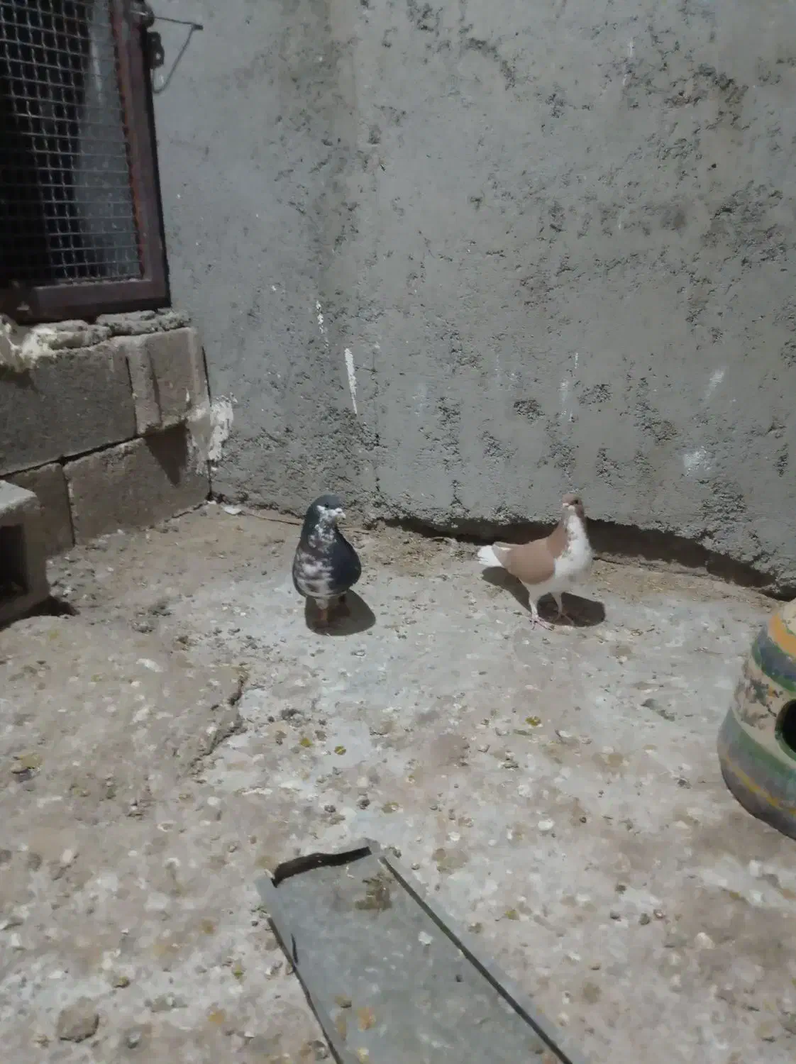 نرو ماده شهری گلدار|پرنده|جنت, |دیوار