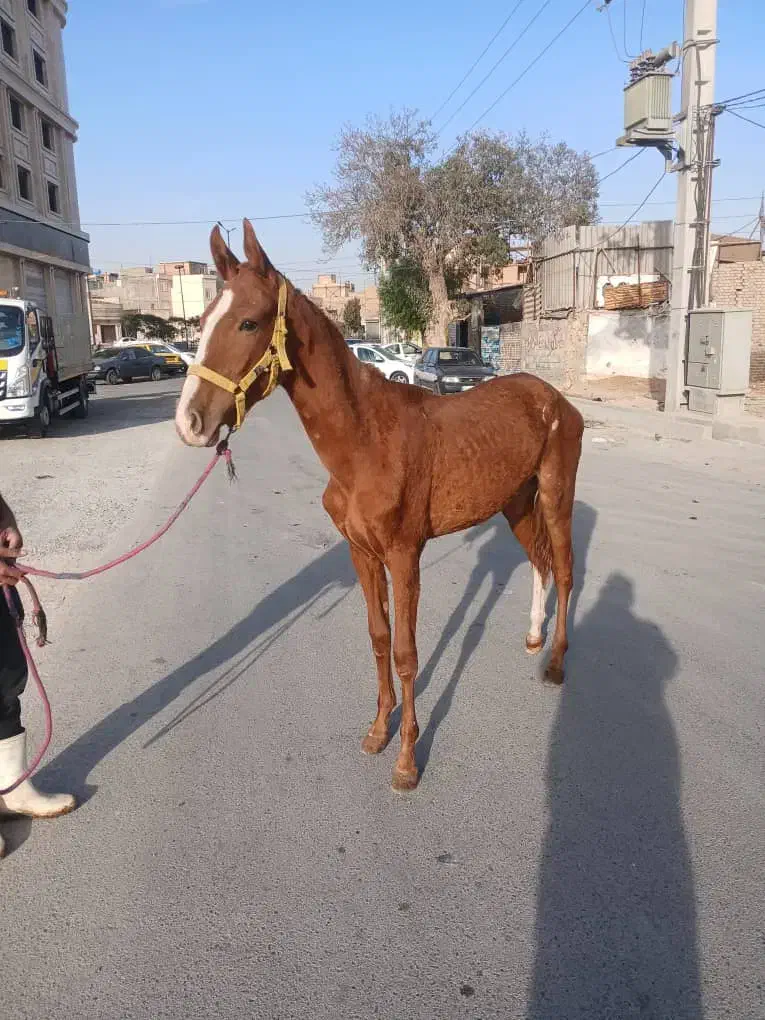 اسب نریان|اسب و تجهیزات اسب‌سواری|اسلام‌شهر, شهرک قائمیه|دیوار