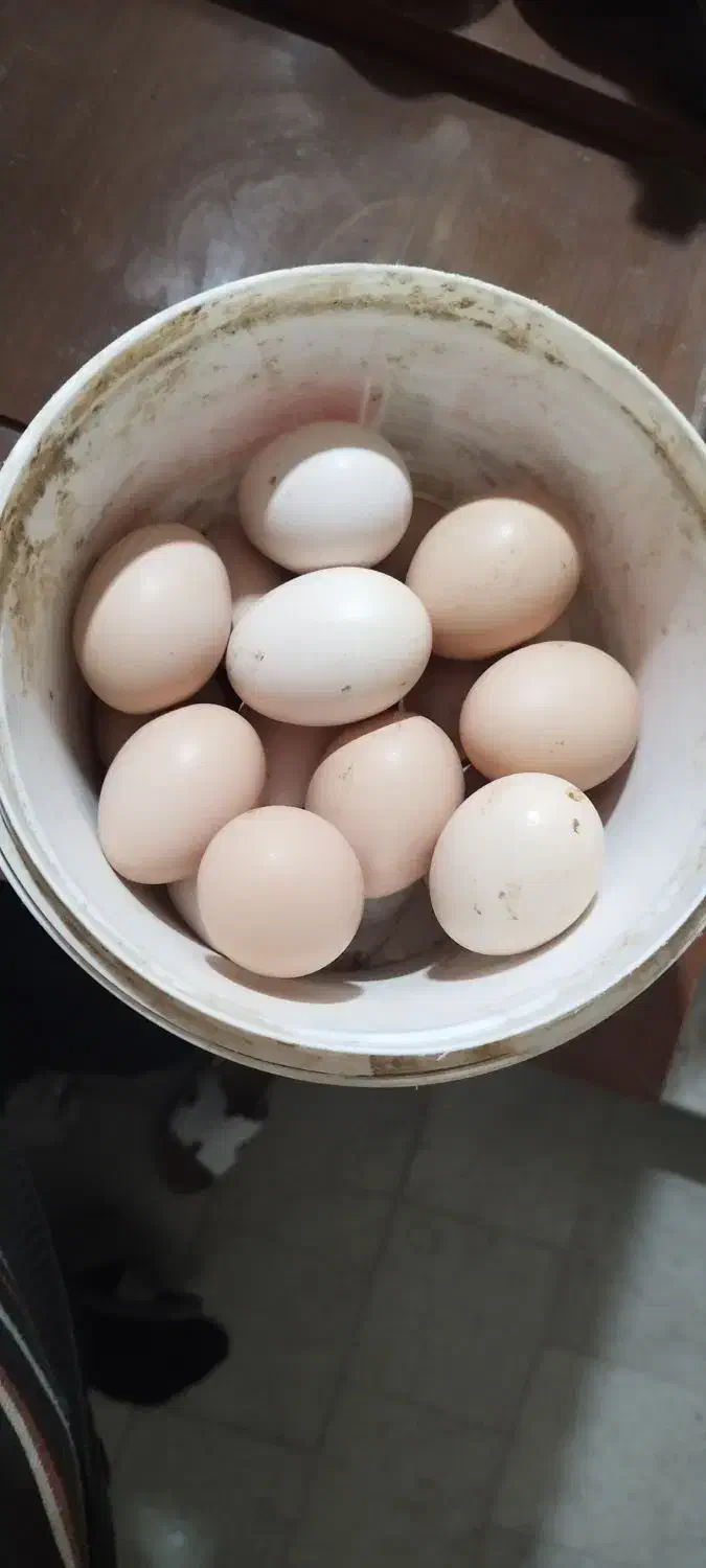 تخم مرغ برهما|حیوانات مزرعه|شیراز, شهرک صادقیه|دیوار