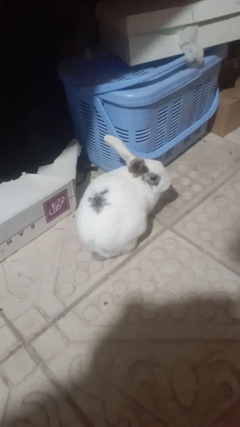 خرگوش|موش و خرگوش|اهر, |دیوار