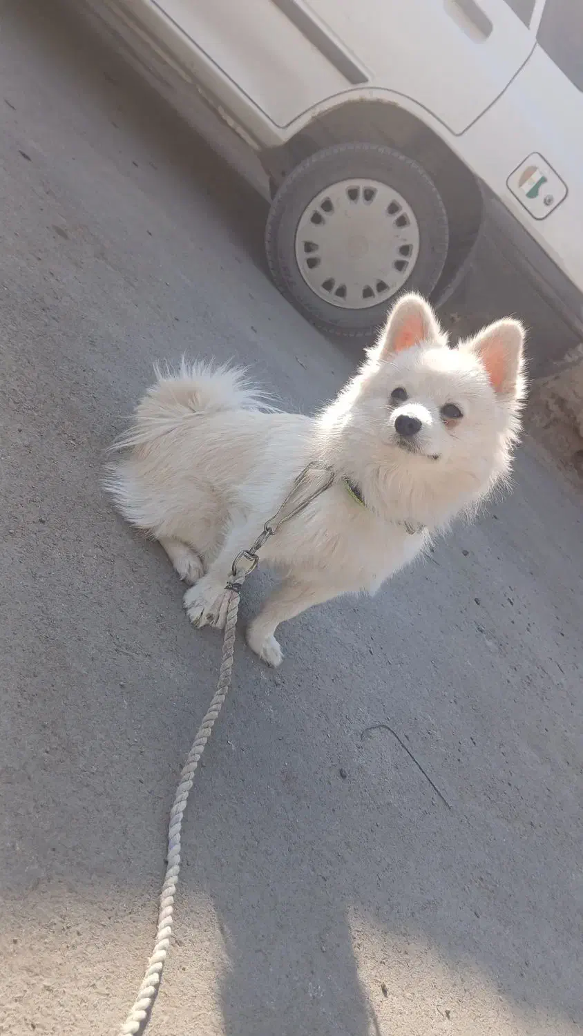 سگ پامر ۸ماهه آموزش دیده|سگ|تهران, زعفرانیه|دیوار