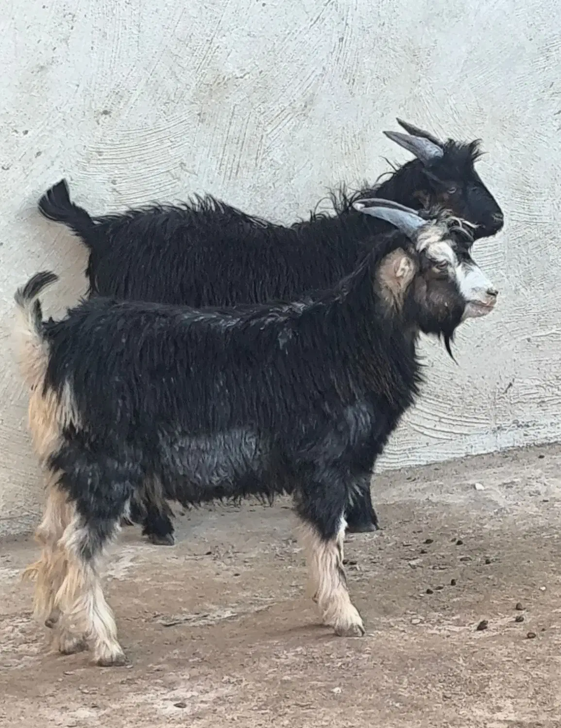 کهره نر ترکی چاق|حیوانات مزرعه|خورموج, |دیوار