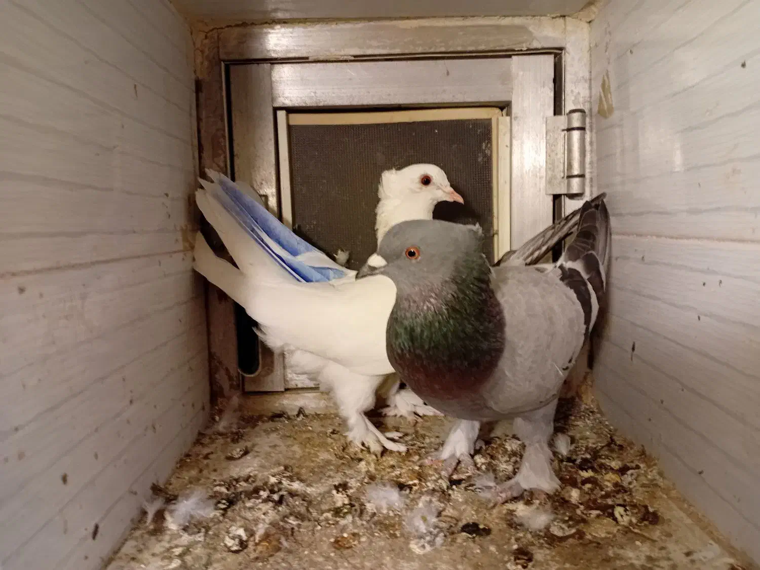 کبوتر|پرنده|میاندوآب, |دیوار