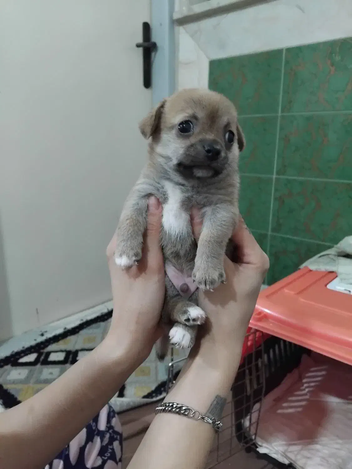 فروشی|سگ|نسیم‌شهر, |دیوار