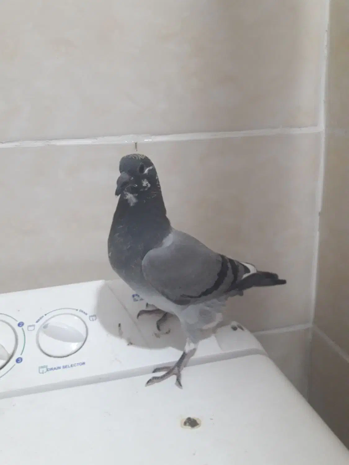 پلاکی|پرنده|مسجد سلیمان, |دیوار