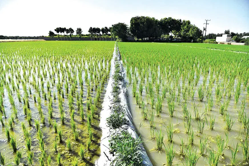۲۲۲۰ متر مزرعه تسطیع شده پرمحصول / کلیمان|فروش زمین و ملک کلنگی|رضوانشهر, |دیوار
