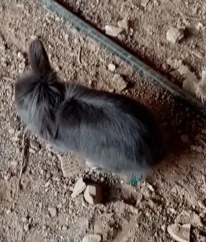 خرگوش لپی|موش و خرگوش|نیشابور, کوی یغما|دیوار