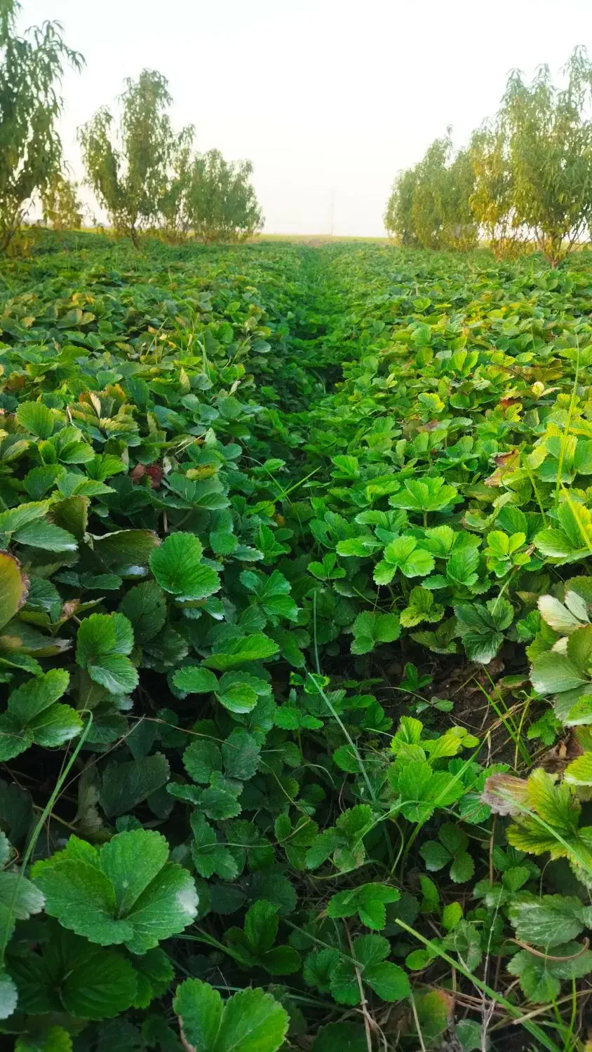 بوته نهال توت فرهنگی سابرینا|گل و گیاه طبیعی|خان ببین, |دیوار