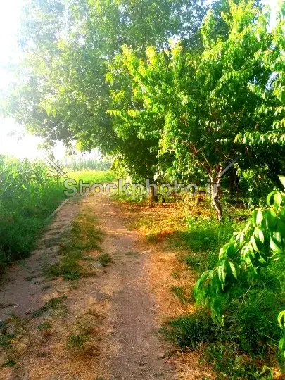 فروش باغ|فروش زمین و ملک کلنگی|اسفرورین, |دیوار