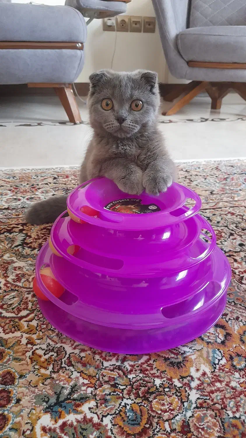 گربه اسکاتیش فولد اصل ماده چشم نارنجی|گربه|کرمان, |دیوار