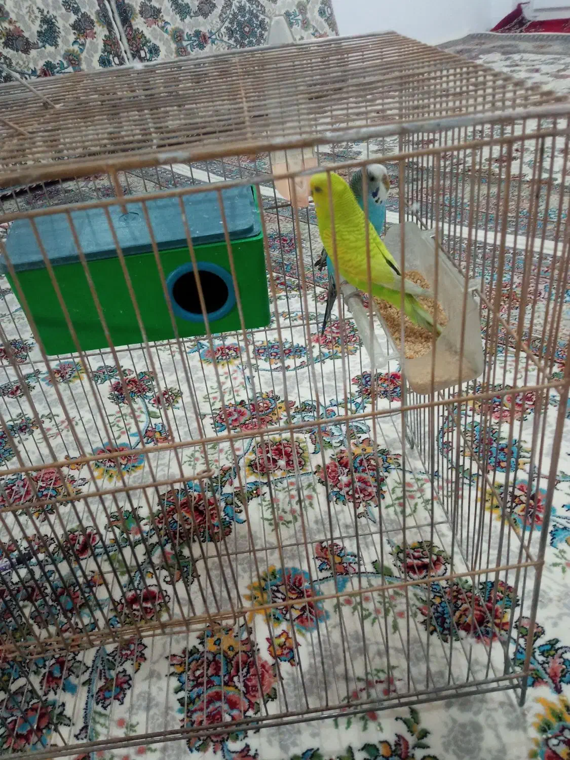 مرغ عشق گمشده در دهگلان|پرنده|دهگلان, |دیوار