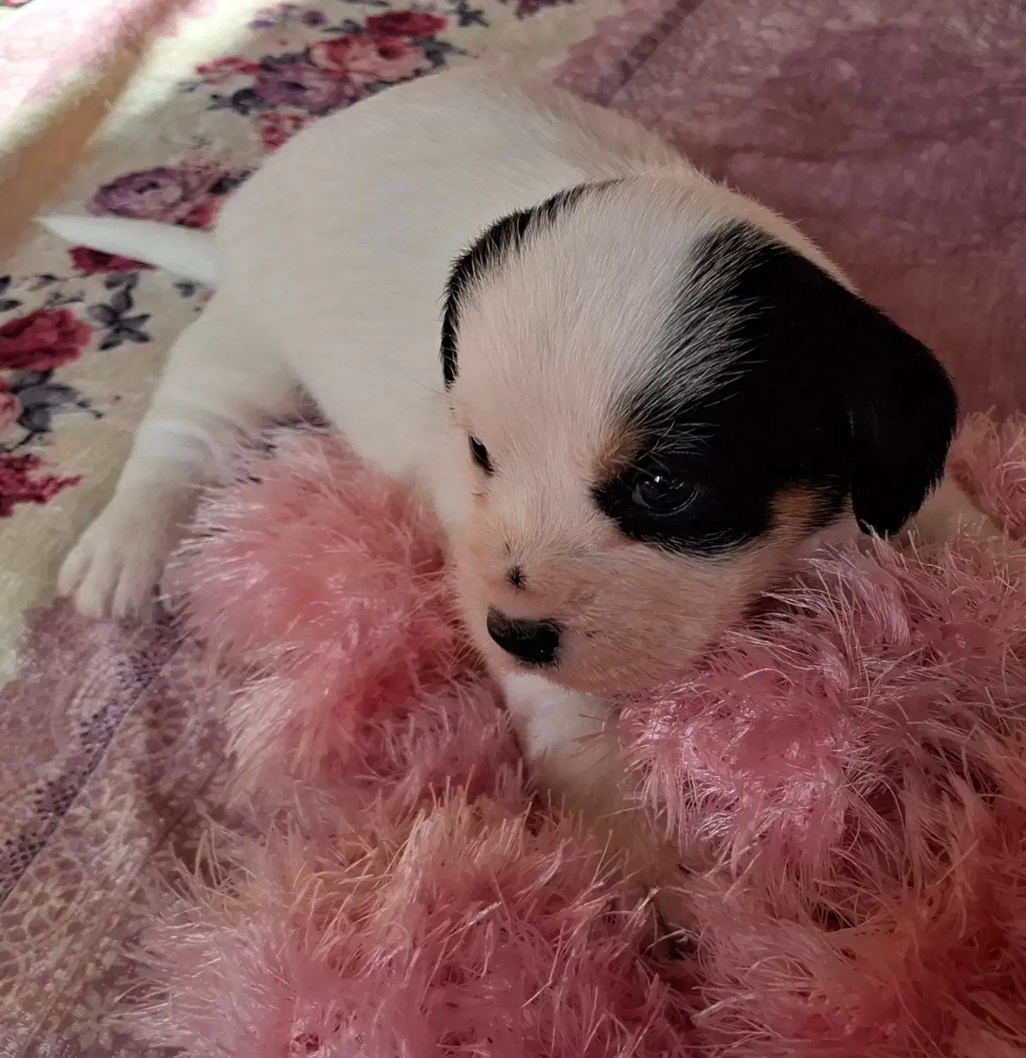 سگ پا کوتاه شیتزو|سگ|سمنان, |دیوار