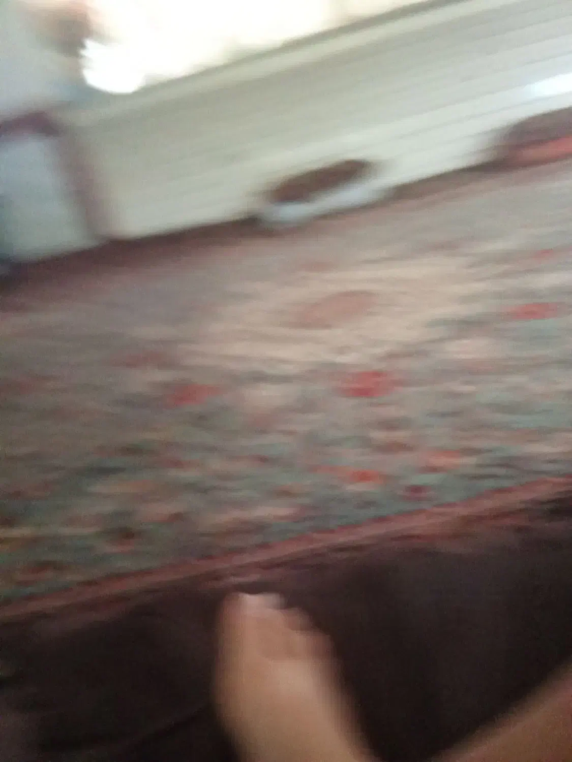 اجاره و رهن|اجارهٔ خانه و ویلا|بم, |دیوار