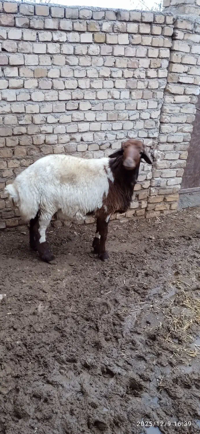 قوچ|حیوانات مزرعه|باغ حلی, |دیوار