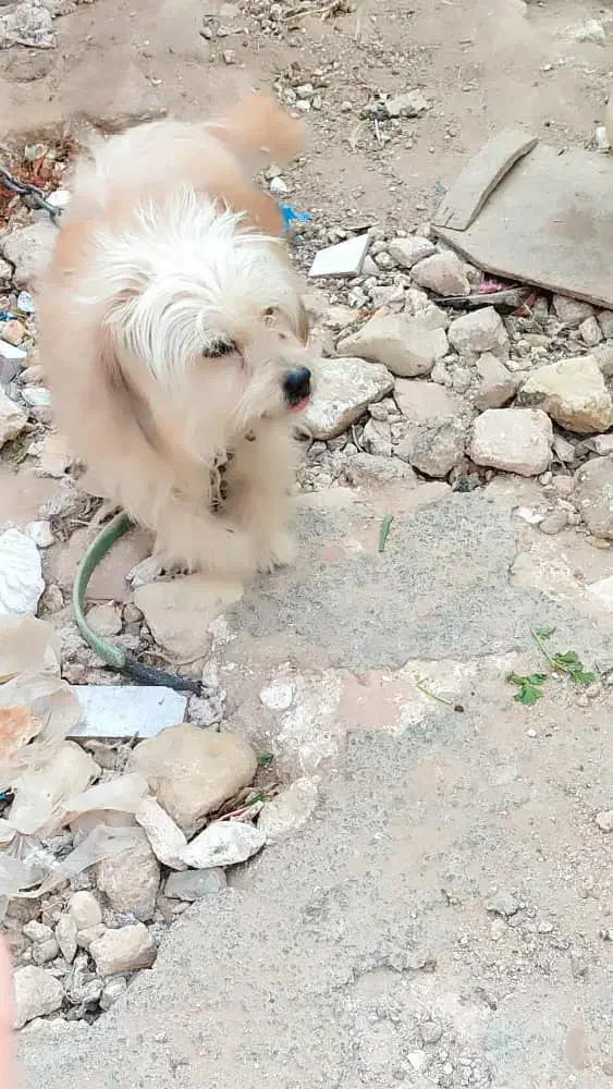 سگ پا کوتاه|سگ|شیراز, جرسقان|دیوار