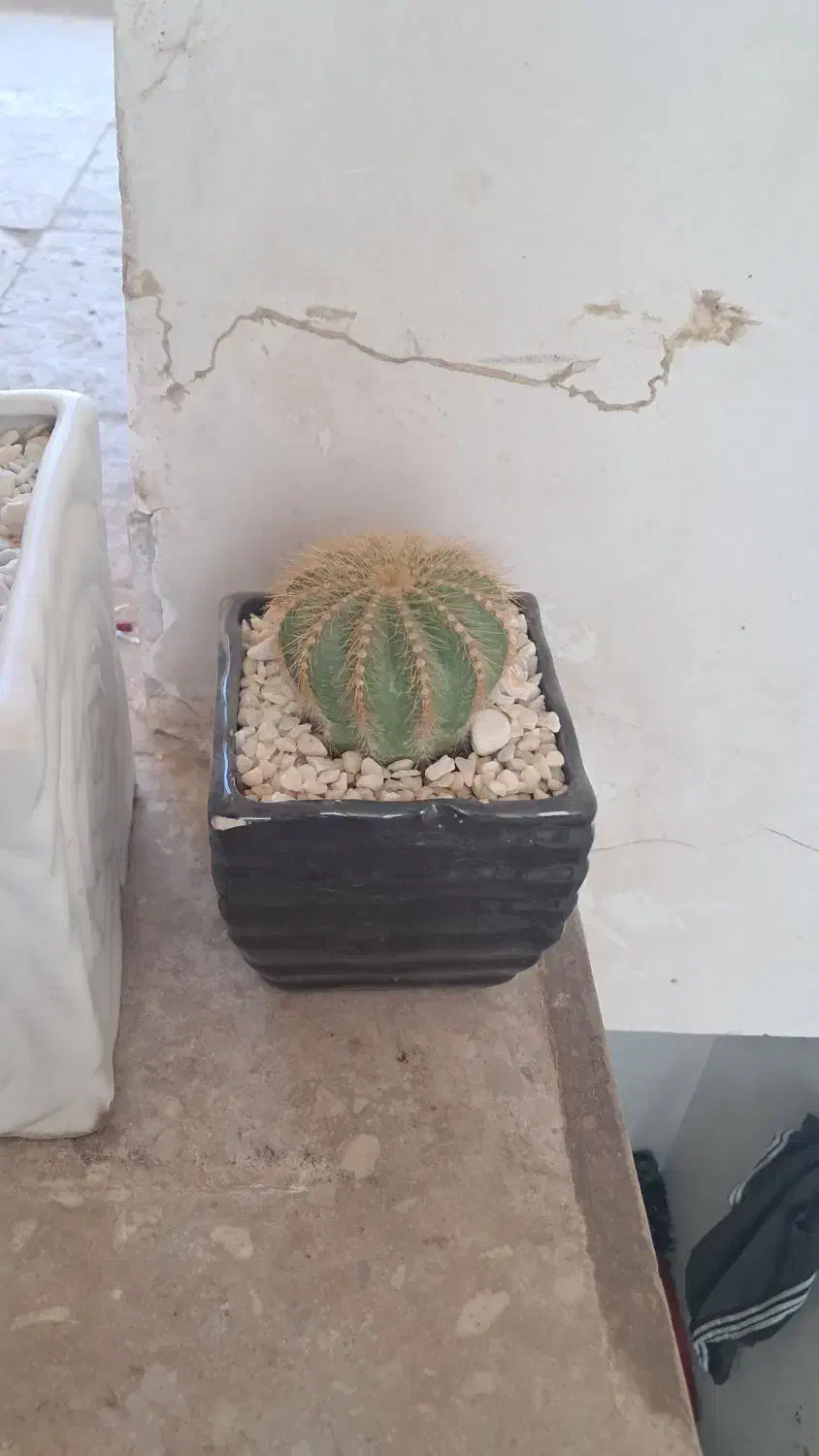 گل و کاکتوس|گل و گیاه طبیعی|قم, سراجه (۱۵ خرداد)|دیوار