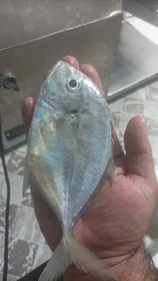 ماهی فروشی|ماهی|بندر کنگان, |دیوار