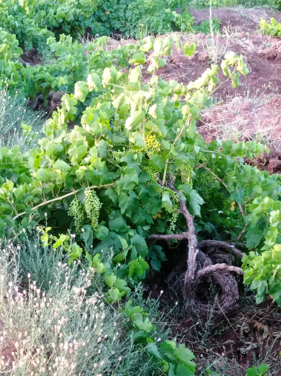 فروش باغ انگور|فروش دفتر صنعتی، کشاورزی، تجاری|دشتابی, |دیوار