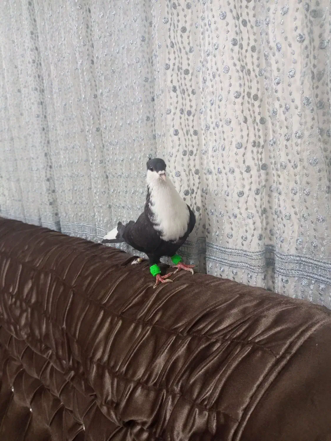 کربناتی سیاه کاکلی نر|پرنده|مشهد, شهید بصیر|دیوار