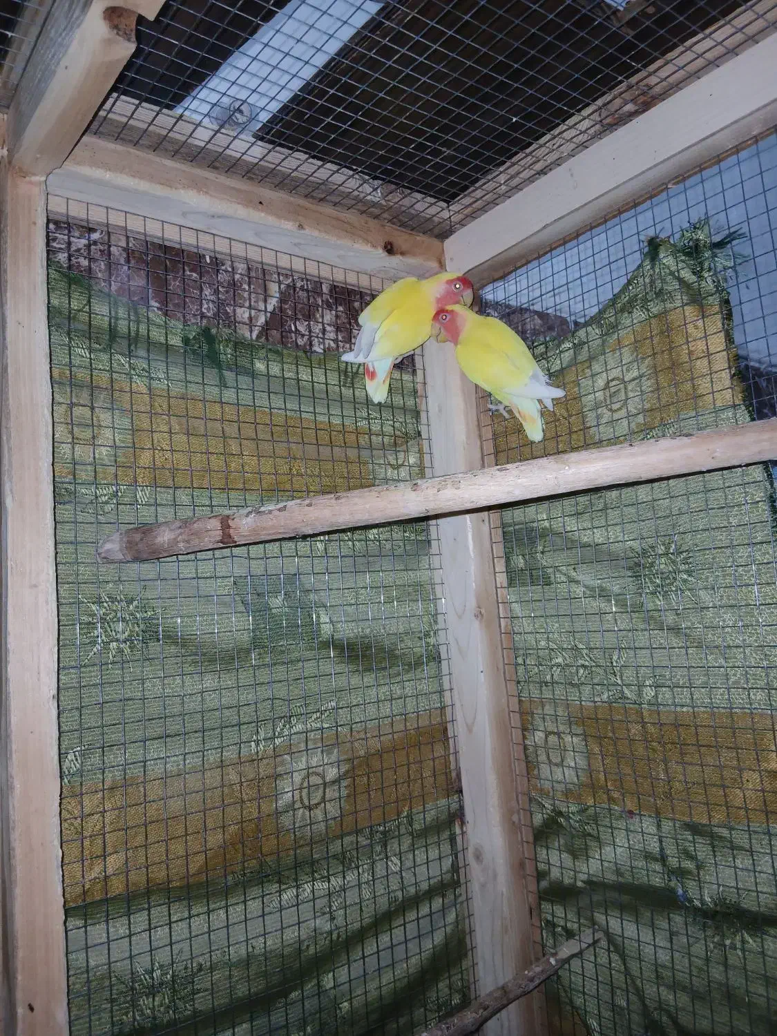 بندر ماهشهر جراحی چمران|پرنده|چمران, |دیوار