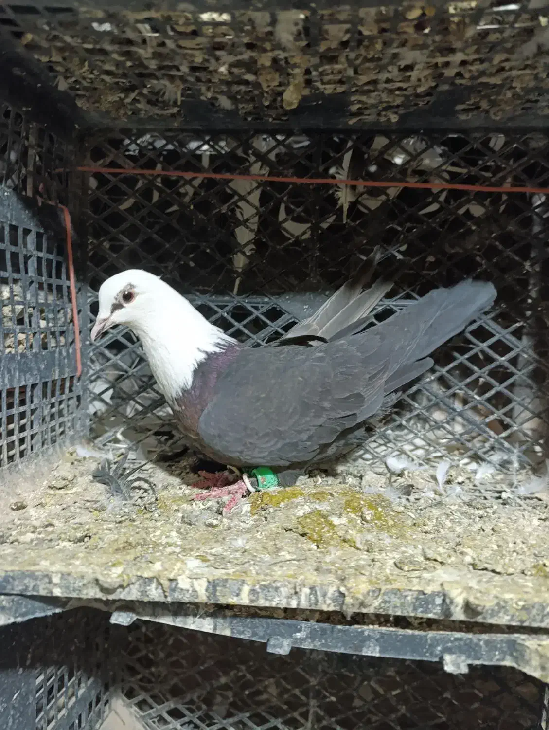 سه عده سر سفیده|پرنده|دشتابی, |دیوار